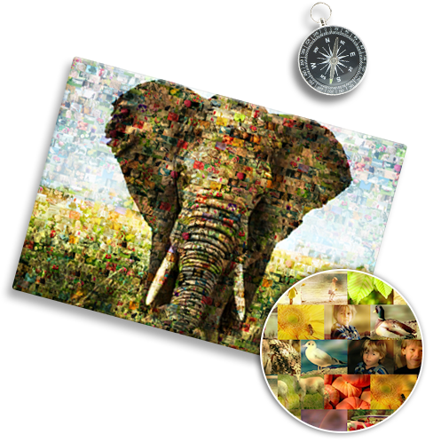 Mosaico foto_esempio elefante e dettaglio